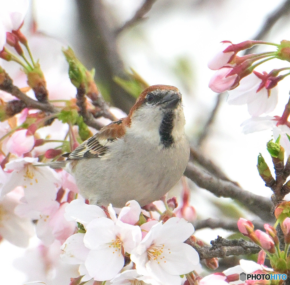 桜にニュウナイスズメ⑤