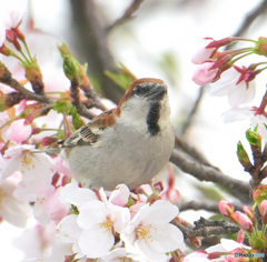 桜にニュウナイスズメ⑤