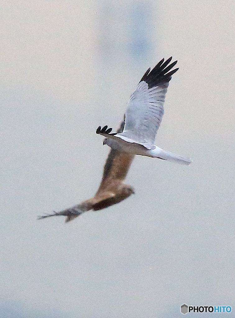 ダブルハイチュウ４