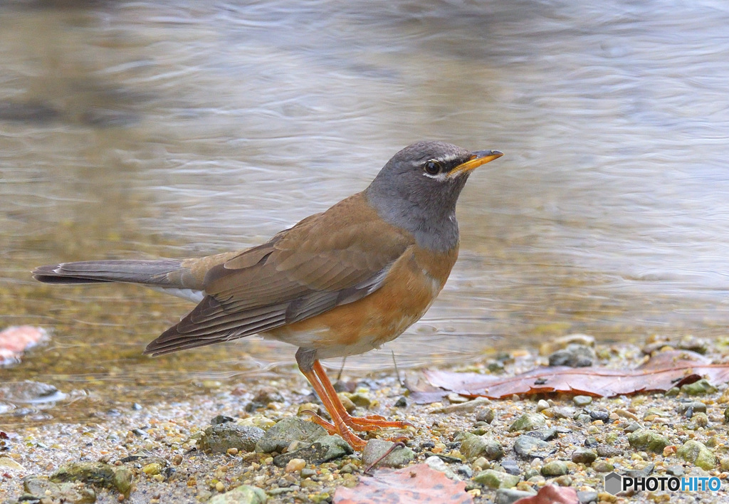 水辺のマミチャジナイ