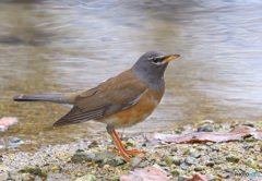 水辺のマミチャジナイ