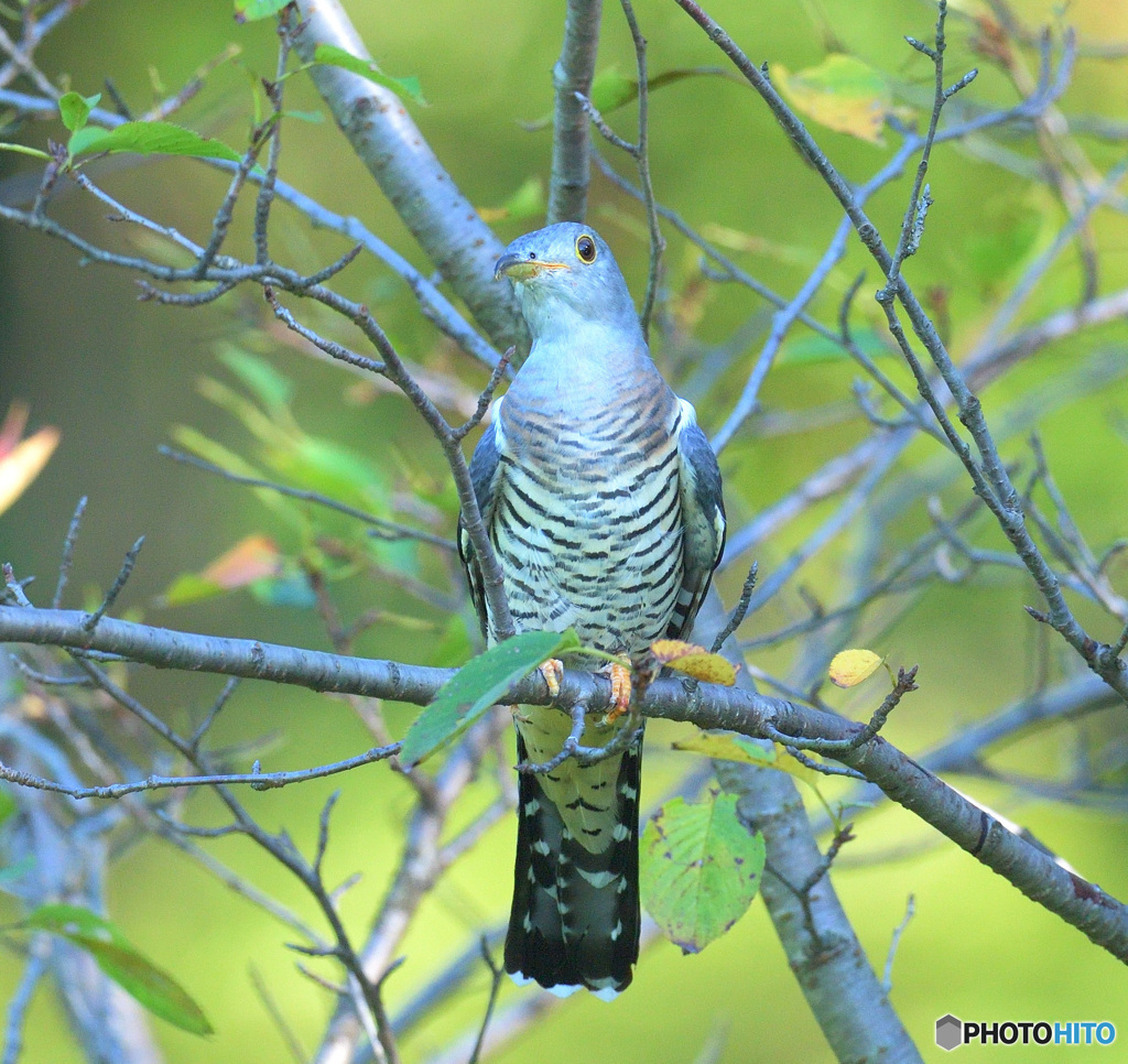 ツツドリのポートレイト⑤
