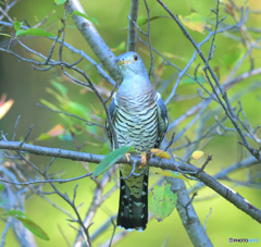 ツツドリのポートレイト⑤