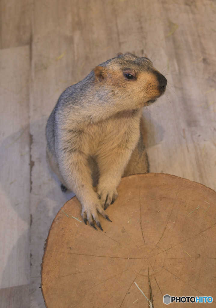 マーモットさん⑬