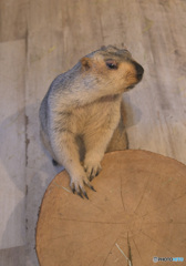 マーモットさん⑬