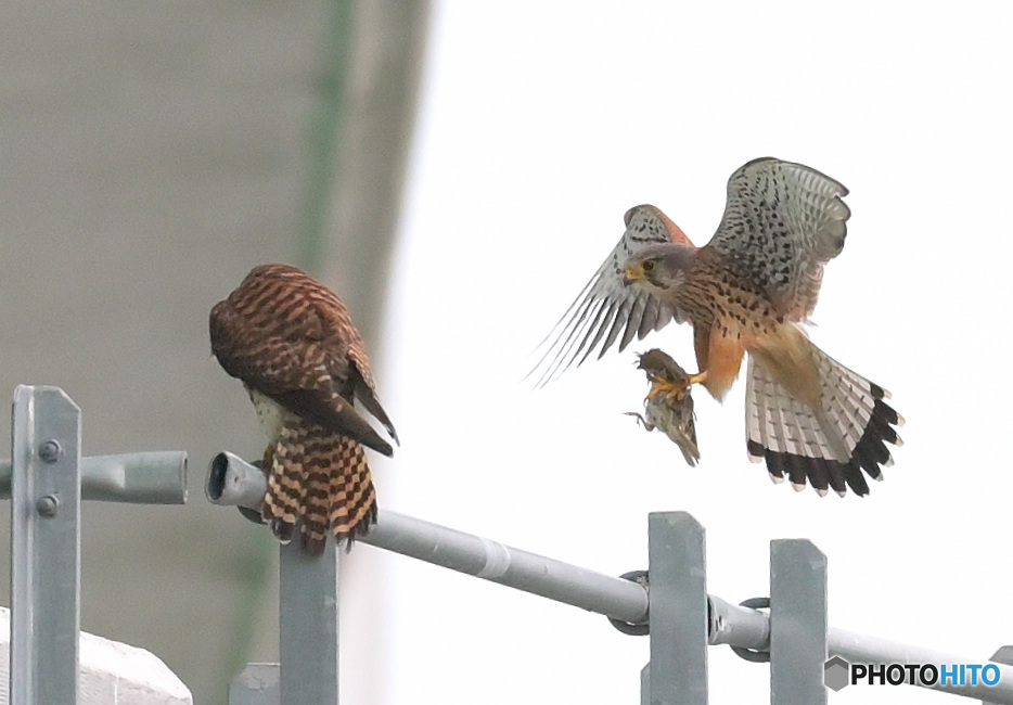 街のチョウゲンボウ⑨