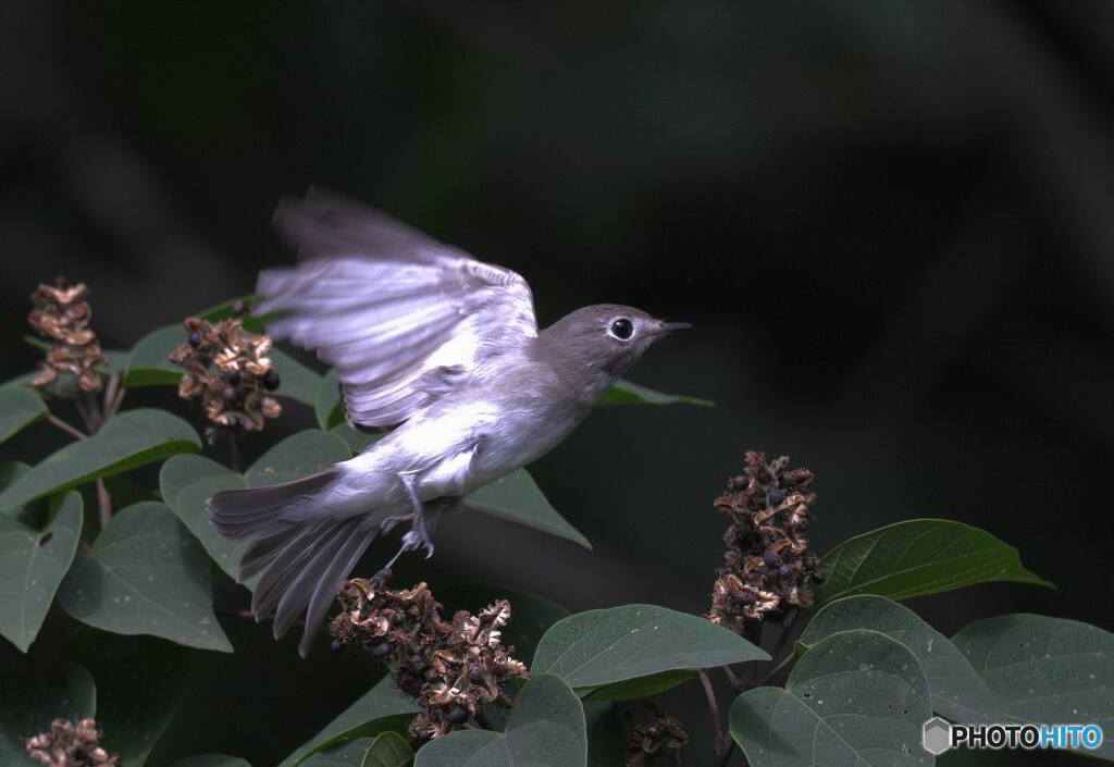 元気なコサメビタキ
