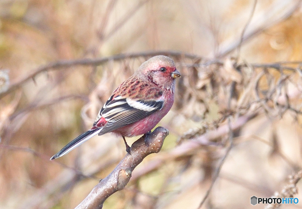 ベニマシコ君のポートレート