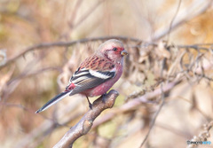 ベニマシコ君のポートレート