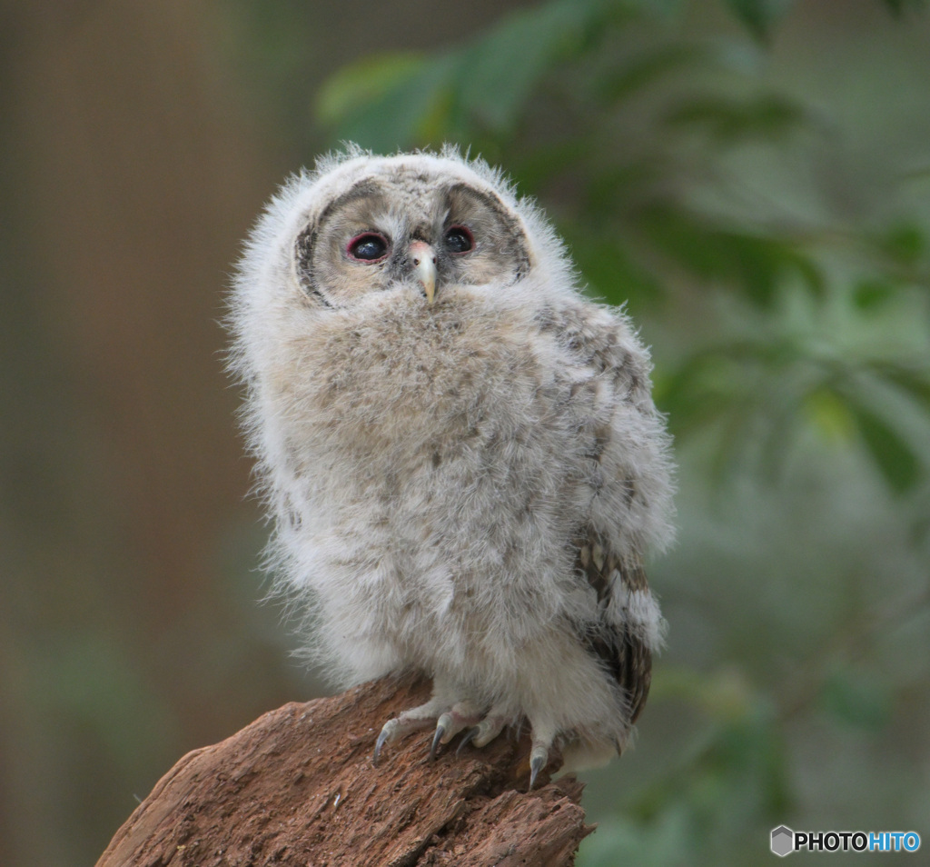 フクロウのヒナF