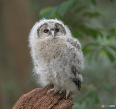 フクロウのヒナF