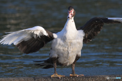 迷鳥バリケン
