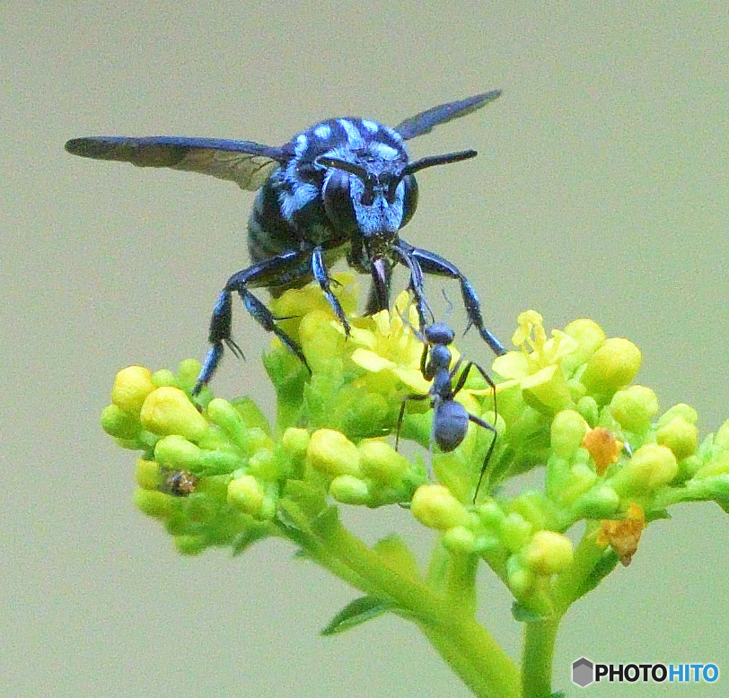 ブルービー2024⑥