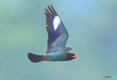 ７月のブッポウソウ⑤