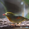 おめめがキラリ