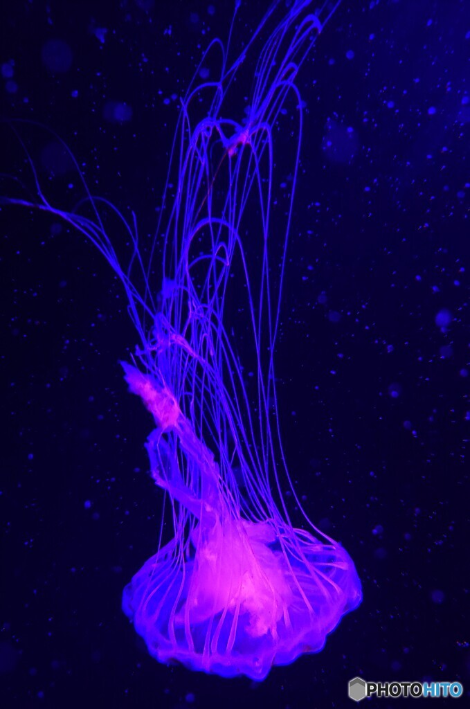 海月