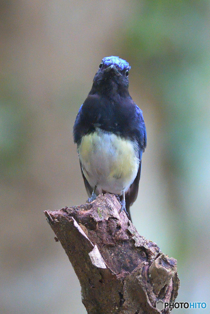 カメラ目線のオオルリくん