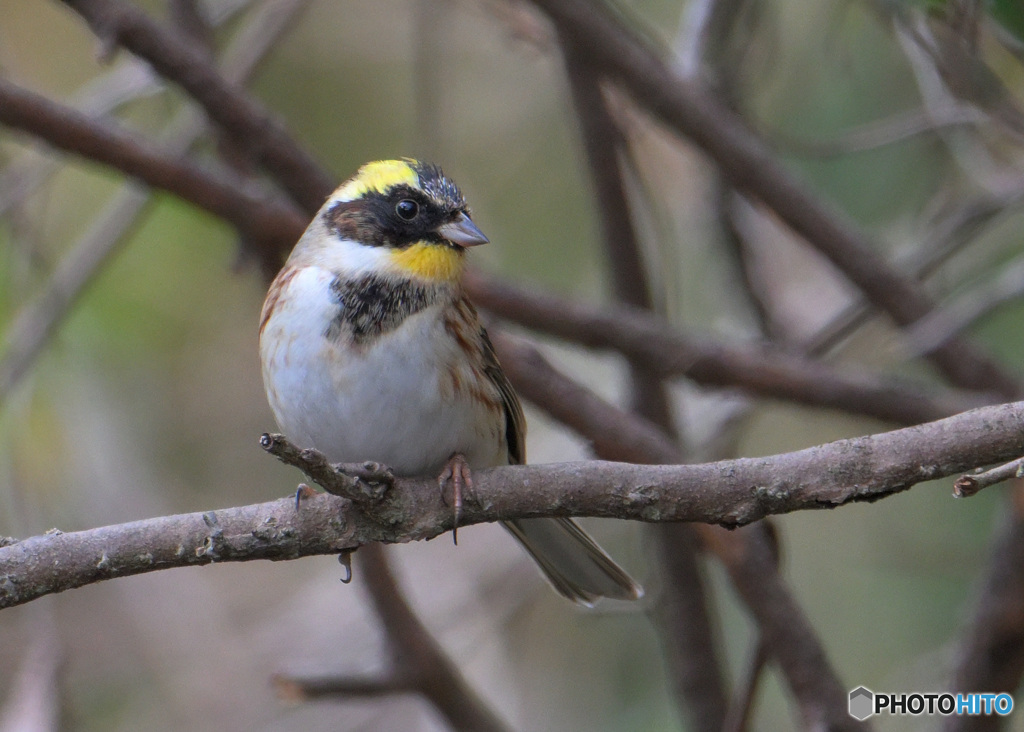 １２月３０日のミヤマホオジロ君⑥