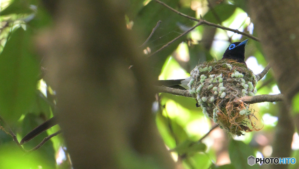 5月のサンコウチョウ君⑪