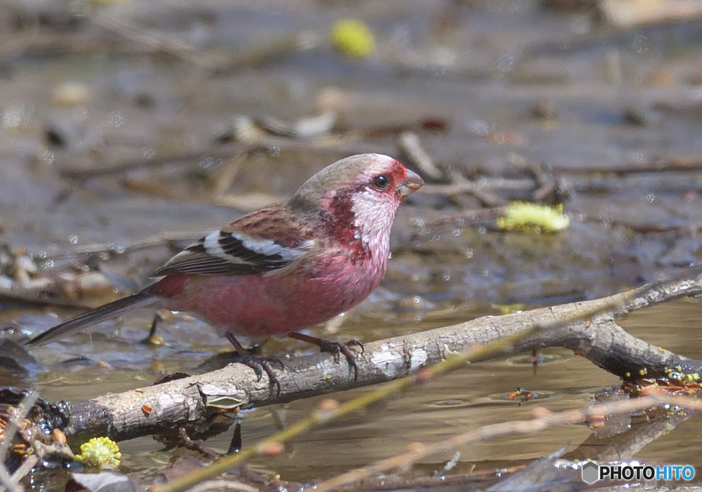3月のベニマシコ君