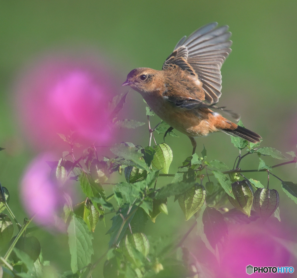 秋桜にノビタキ③