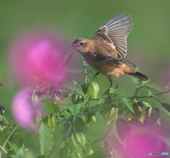 秋桜にノビタキ③