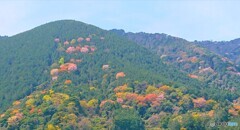 春のお山