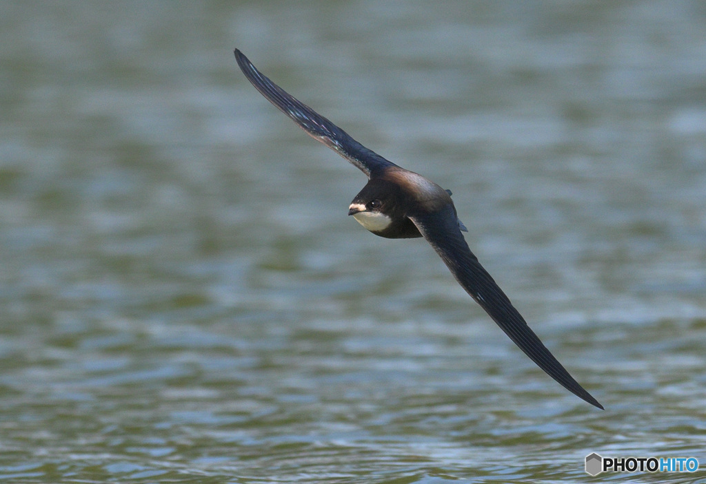ハリオアマツバメ㉓