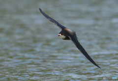 ハリオアマツバメ㉓