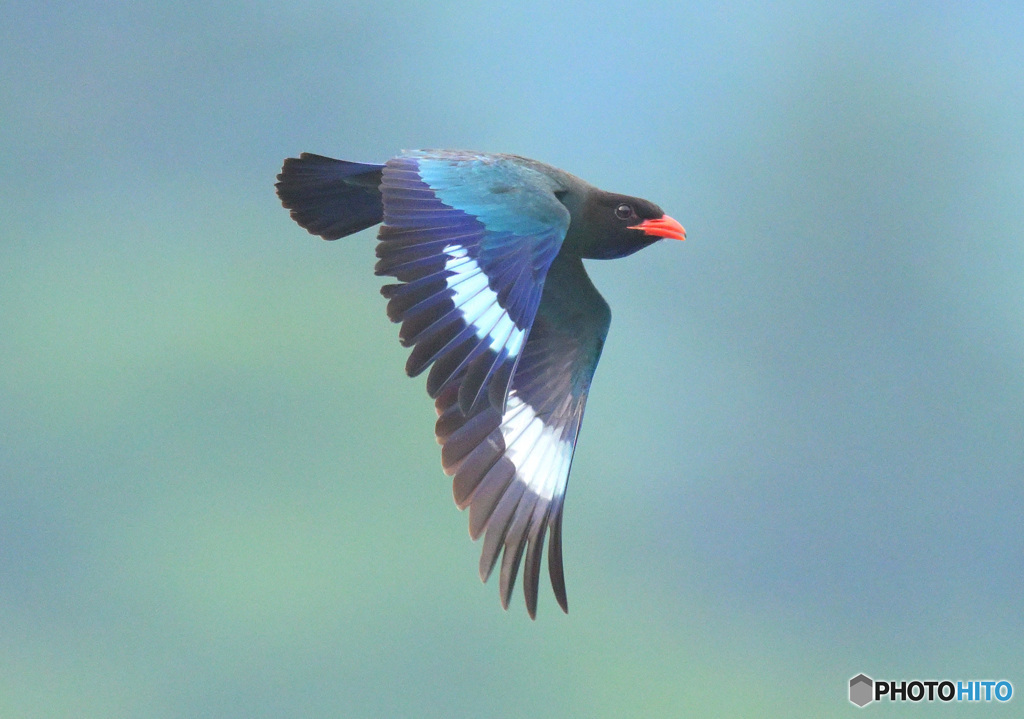 7月のブッポウソウ㉚