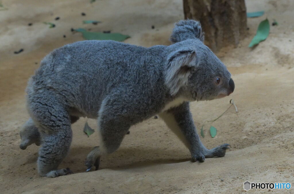 コアラのギャロップ