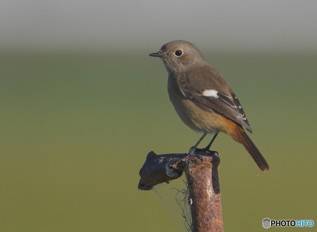 初冬のジョビ子さん