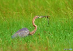 初めてのムラサキサギⅤ