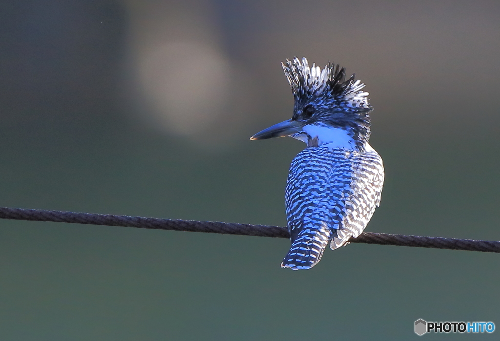 午後のヤマちゃん