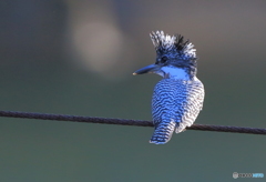 午後のヤマちゃん