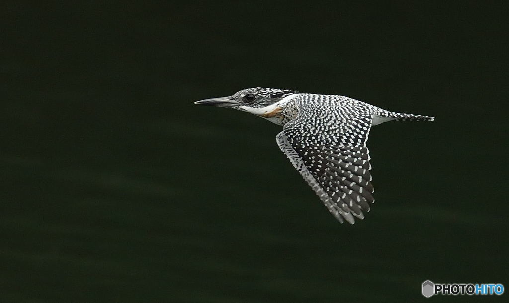 ヤマセミ君のローパス