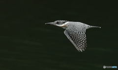 ヤマセミ君のローパス