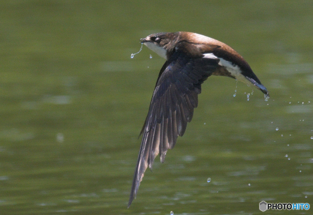 目を閉じるハリオアマツバメ