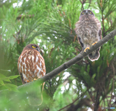アオバズクの親子