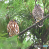 アオバズクの親子