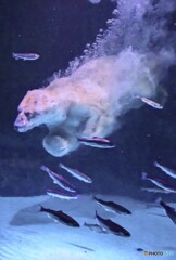 シロクマの飛びこみ