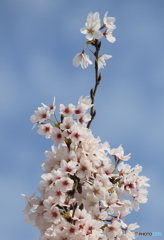 4月9日の桜Ⅳ