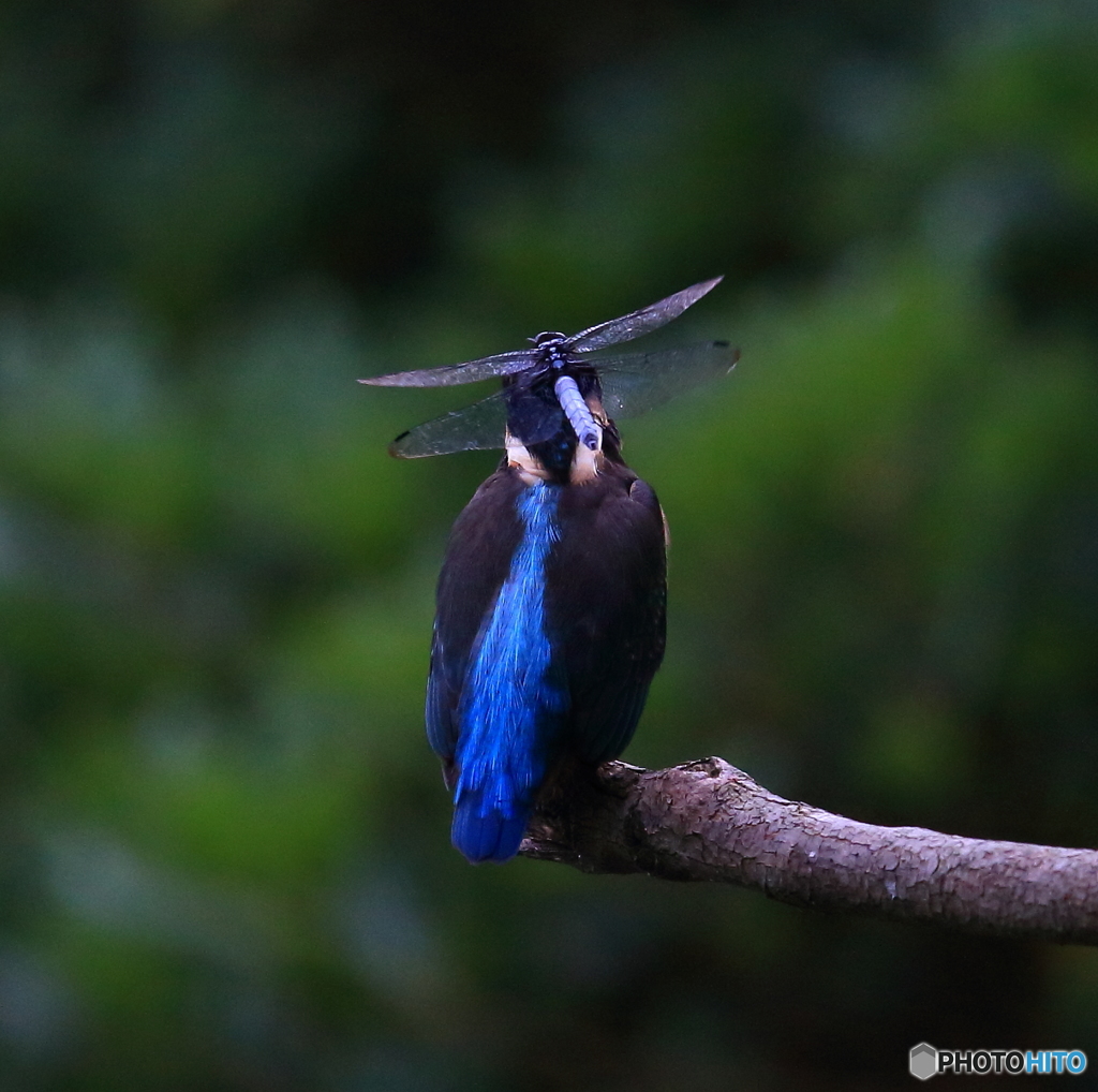 蜻蛉 ON THE 翡翠  Ⅰ