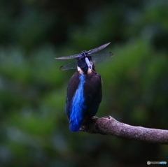 蜻蛉 ON THE 翡翠  Ⅰ