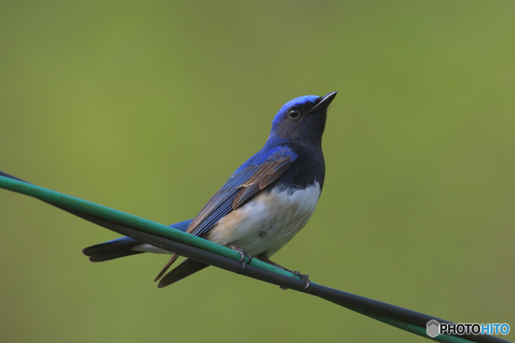 電線にオオルリくん
