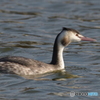 カンムリカイツブリさん