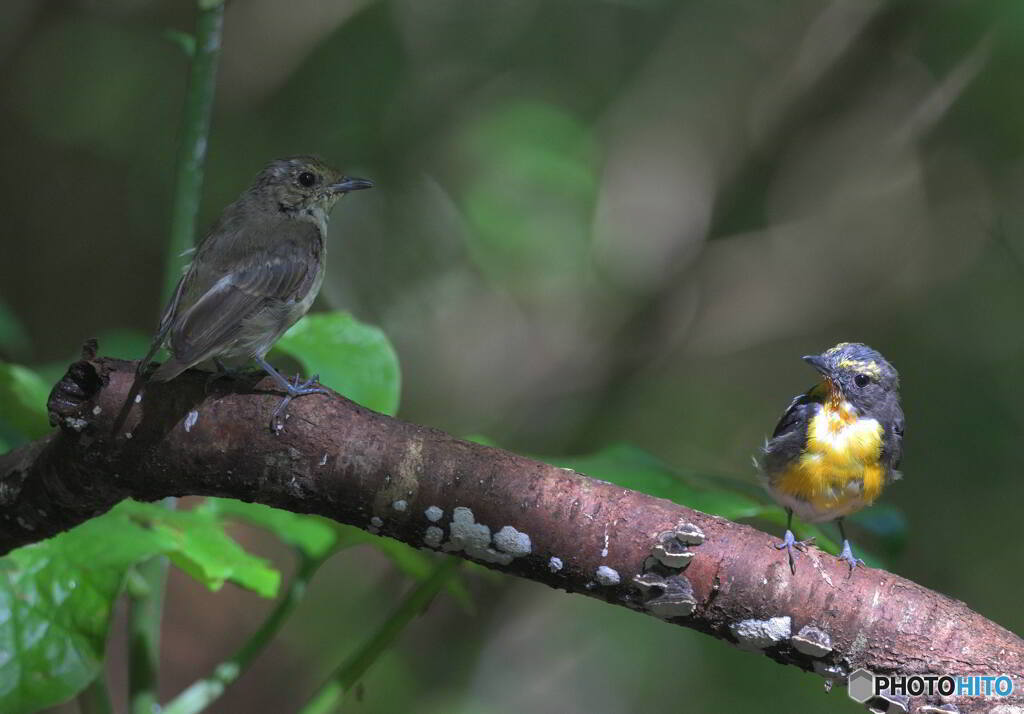 キビタキの父と雌若