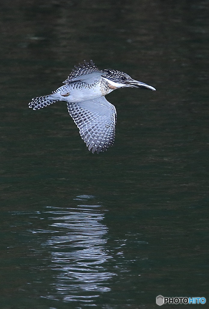 お魚ゲット！Ⅱ
