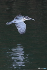 お魚ゲット！Ⅱ