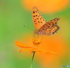 ヒョウモンチョウ